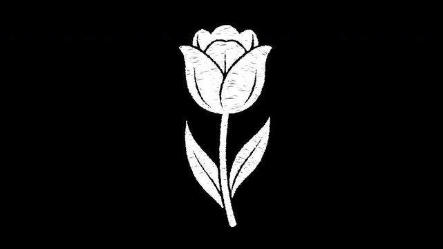Tulip flower minimal botanical sketch floral nature spring 4K Hand Drawn Animation with alpha transparent background