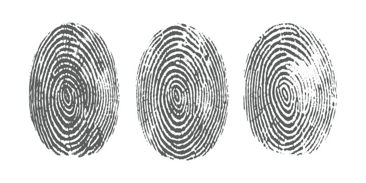 Minimal black fingerprint set on white background, forensic biometric pattern, detailed ridges, clean monochrome style texture design.