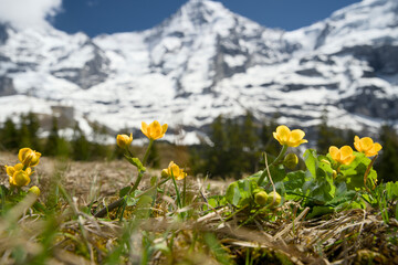 Obraz premium Spring in the UNESCO Jungfrau region Switzerland, with wildflowers and snowcapped mountains on the trail wengeralp to Kleine Scheidegg. 