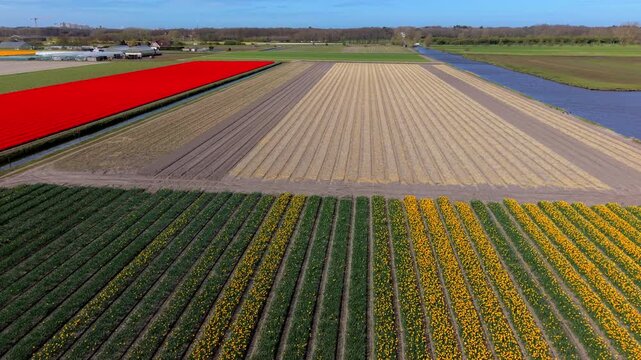 Aerial view of geometric Dutch flower fields featuring rows of bright yellow daffodils and vibrant red tulips alongside tilled soil blocks and a water canal under a clear blue sky.