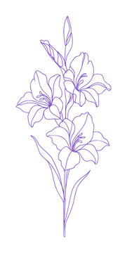 hand drawing continous line depicts gladiolus flower (artwork 1)