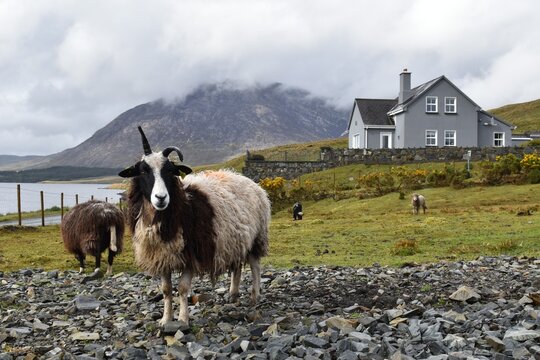 moutons irlandais  (irish sheep) dans le Connemara (lac Lough Inagh, comt&eacute; de Galway)