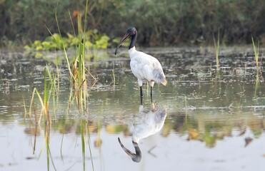Fototapeta premium Black-headed Ibis foraging in tropical wetland habitat