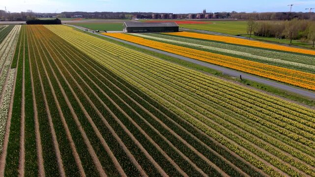 Aerial view of geometric Dutch flower fields featuring perfectly straight rows of daffodils and tulips in yellow, orange, and white next to a rural road and farm building under a bright sky.