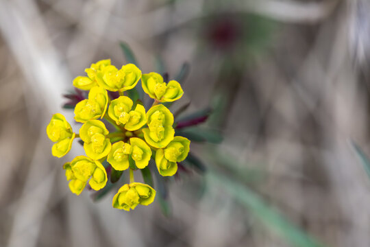 A macro view of a yellow cypress spurge flower bloom in a nature field. The image show a shallow depth of field with blur background and negative copy space.
