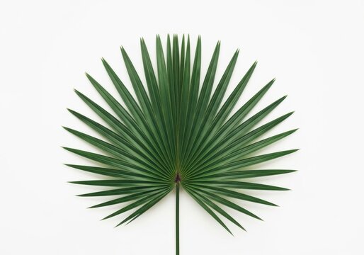 Green palm leaf isolated on white background