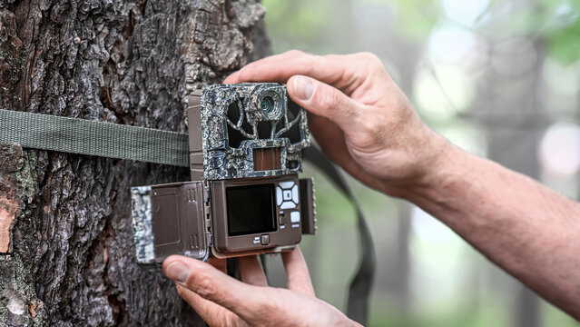 Attaching and adjustment the camera trap to the tree trunk. Camouflage digital trap with motion pir sensor and infrared flash used for wildlife observation or scientific research.