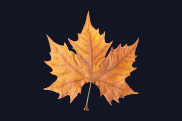 Fototapeta premium Golden dry leaf isolated over black background
