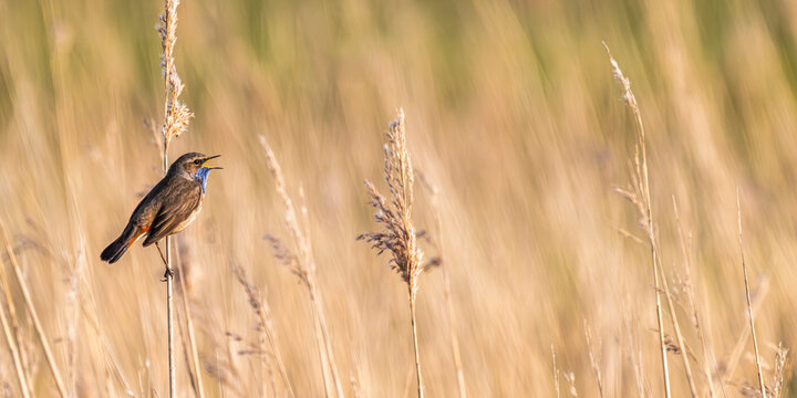 Gorgebleue &agrave; miroir (Luscinia svecica - Bluethroat)