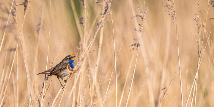 Gorgebleue &agrave; miroir (Luscinia svecica - Bluethroat)