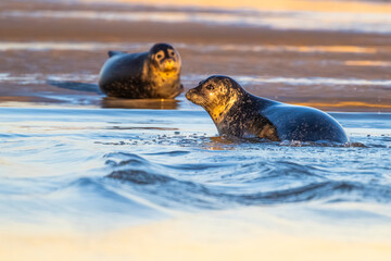 phoque veau-marin, ou phoque commun (Phoca vitulina) © Alonbou