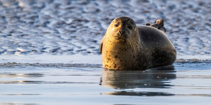 phoque veau-marin, ou phoque commun (Phoca vitulina)