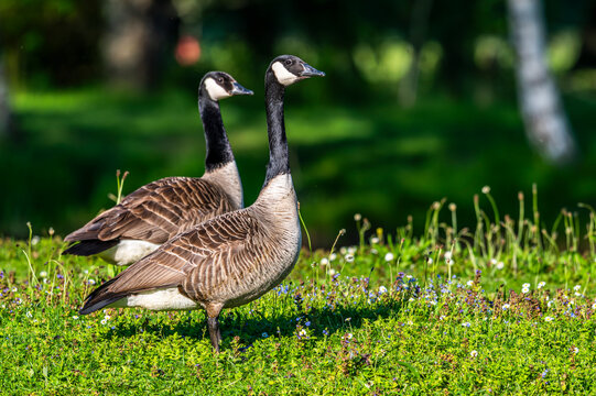 Bernache du Canada (Branta canadensis)