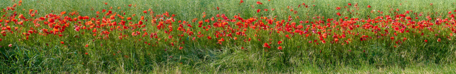 Fototapeta premium Flowers, plants and countryside with springtime, environment and sustainability with ecosystem. Empty, outdoor and blooming with banner, wallpaper and eco friendly with growth, landscape and poppies