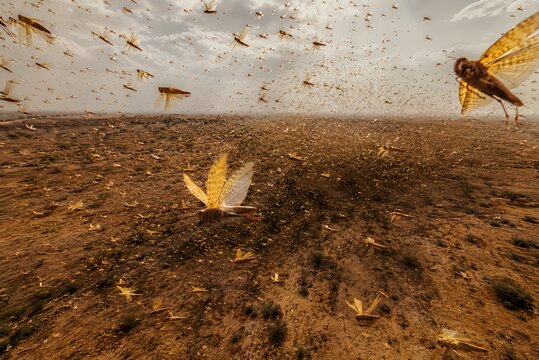 Conceptual aerial visualization of Schistocerca gregaria swarm over arid cropland, showing density gradient from swarm edge to core.