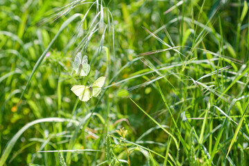 Pair of Brimstone butterflies in flight among the grass © roberto