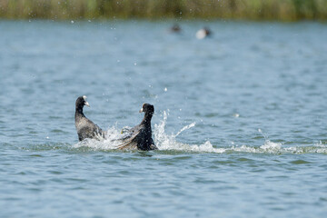 Fototapeta premium Close-up of two common coots fighting in the water