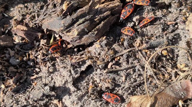 Macro footage of red soldier bugs moving across dry soil and tree bark in sunlight. Natural wildlife background with insects in their habitat, high resolution nature video.