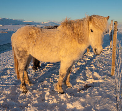 Horses on a snow covered field in Skagafjordur in Iceland