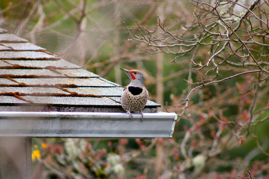 Guilded Flicker Spotted 01
