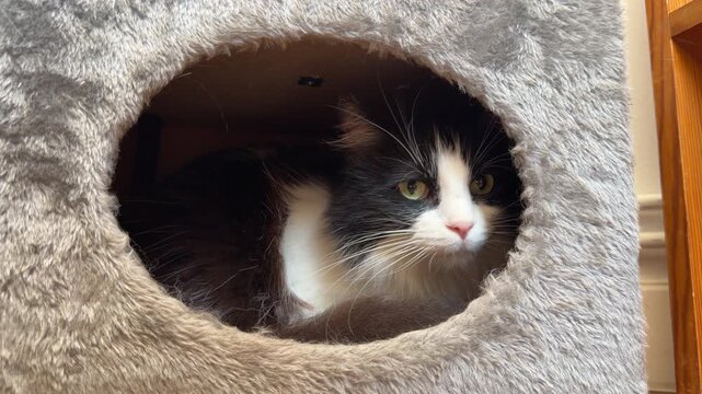 Gato blanco y negro observando desde una casita rascador en un ambiente acogedor &mdash; v&iacute;deo 4K iPhone 17 Pro Apple ProRes
