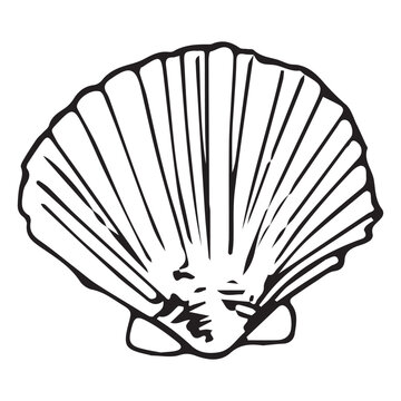 Pecten jacobaeus scallop shell doodle, black ink sketch. Detailed fan shell auricles, camino pilgrim symbol, seafood hand drawn vector isolated white.