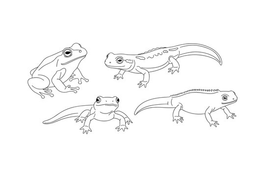 Stylized Amphibian Illustrations