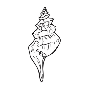 seashell, shell, murex, fusinus, spindle, sketch, doodle, outline, illustration, drawing, marine, ocean, nature, line, whimsical, beach, nautical, spiral, vintage, vector, clipart, ink, engraving, mol
