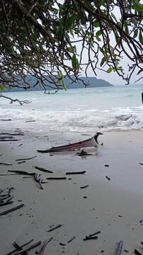 Serene Beach Waves Washing Up Shore with Debris Under Tree Canopy - Radhanagar Beach, Havelock Island