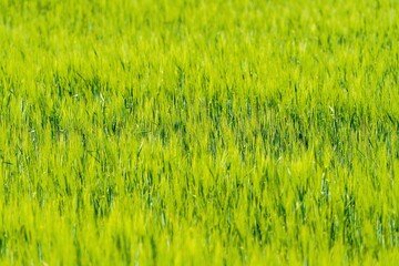 Soczyście zielone pole młodego zboża lub trawy z bliska. Świeże wschody upraw rolniczych wiosną, selektywna ostrość i naturalne tło. © Henryk Niestrój