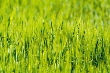 Soczyście zielone pole młodego zboża lub trawy z bliska. Świeże wschody upraw rolniczych wiosną, selektywna ostrość i naturalne tło. © Henryk Niestrój