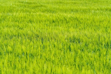 Soczyście zielone pole młodego zboża lub trawy z bliska. Świeże wschody upraw rolniczych wiosną, selektywna ostrość i naturalne tło. © Henryk Niestrój