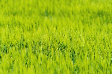 Soczyście zielone pole młodego zboża lub trawy z bliska. Świeże wschody upraw rolniczych wiosną, selektywna ostrość i naturalne tło. © Henryk Niestrój