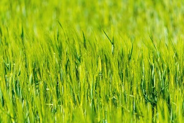 Soczyście zielone pole młodego zboża lub trawy z bliska. Świeże wschody upraw rolniczych wiosną, selektywna ostrość i naturalne tło. © Henryk Niestrój