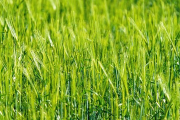 Soczyście zielone pole młodego zboża lub trawy z bliska. Świeże wschody upraw rolniczych wiosną, selektywna ostrość i naturalne tło. © Henryk Niestrój