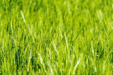 Soczyście zielone pole młodego zboża lub trawy z bliska. Świeże wschody upraw rolniczych wiosną, selektywna ostrość i naturalne tło. © Henryk Niestrój
