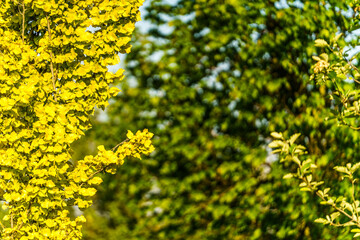 Jasnożółte liście ozdobnego krzewu na tle rozmytych zielonych drzew. Słoneczny dzień w ogrodzie, naturalny kontrast, koncepcja przyrody, ekologii i botaniki. Bokeh. © Henryk Niestrój