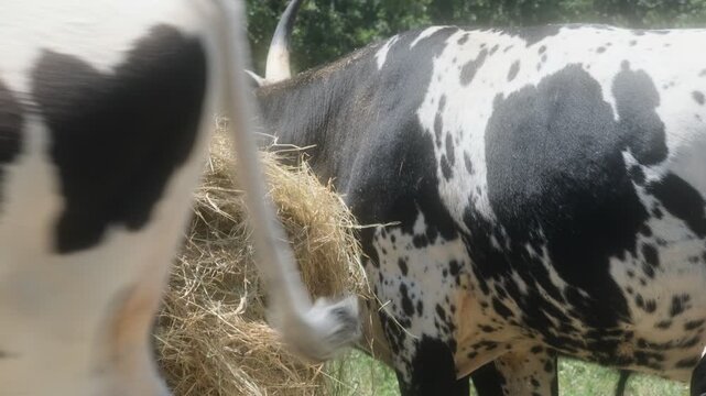 Cows eating at round bale of hay on Texas farm, spotted Corriente cow with horns.