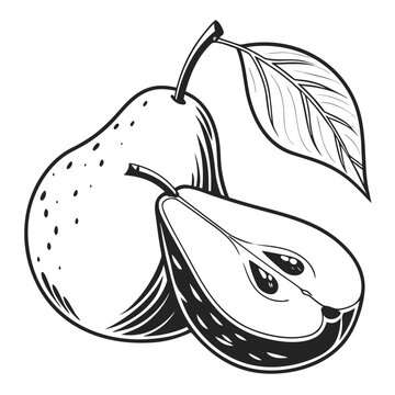 asian pear silhouette on white background