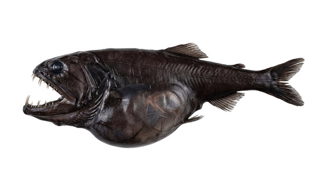 Glimpse into the abyss a fearsome deep sea viperfish with its massive jaws wide open revealing rows of razor sharp teeth