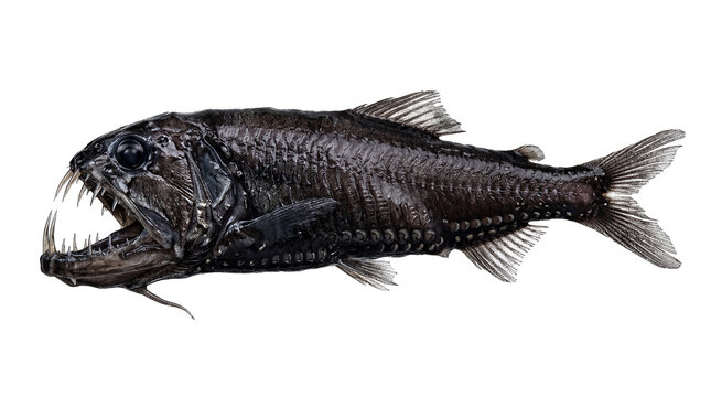 Abyssal hunter of the ocean's silent realm, a formidable deep sea creature with menacing teeth and dark scales