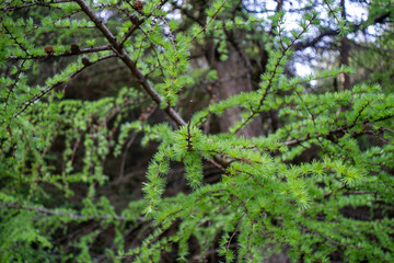 Fototapeta premium Fresh bright green larch needles growing on branches in spring forest