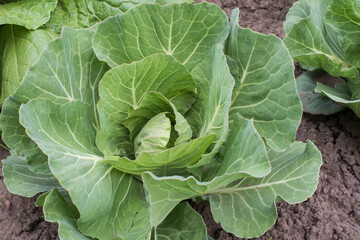 Young cabbage plants with forming heads growing in fertile soil during summer agricultural season. Organic vegetable cultivation and healthy farming concept. © Olha