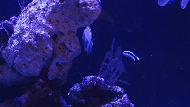 Explore the vibrant underwater world filled with lively fish and stunning corals. Witness the harmony of colors and the gentle movement of marine creatures in a captivating aquarium environment.