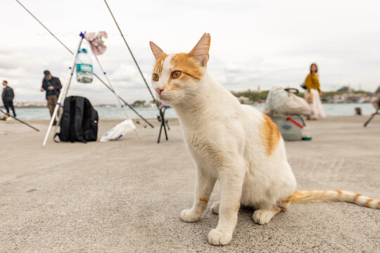 Beautiful stray calico cat (kedi) sitting on the pier by the Bosphorus strait in Istanbul, Turkey.
