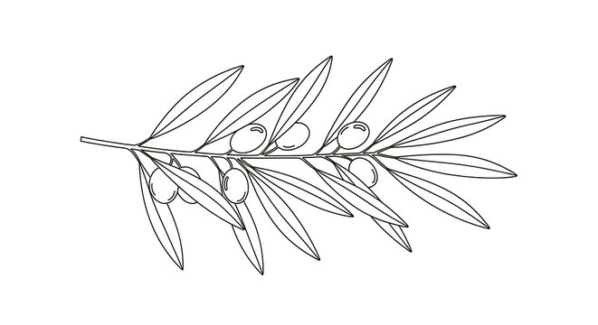 Minimal monoline botanical olive branch isolated on a transparent background