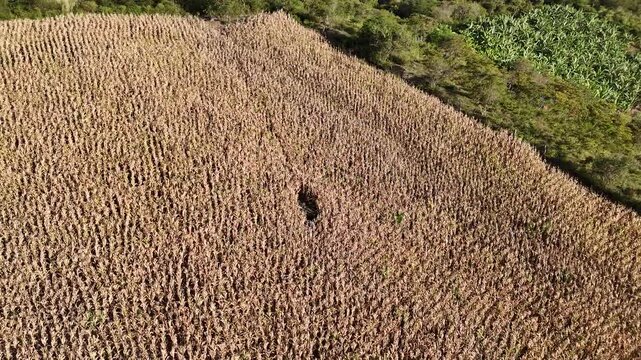Aerial drone arc shot of dry corn field ready for harvest