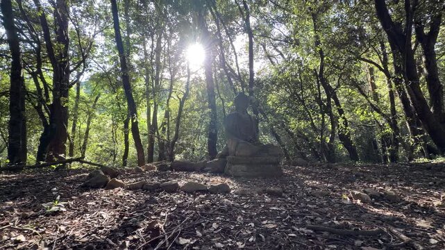 Luz solar atravesando un bosque mediterr&aacute;neo en una escena contemplativa y cinematogr&aacute;fica &mdash; v&iacute;deo 4K iPhone 17 Pro Apple ProRes