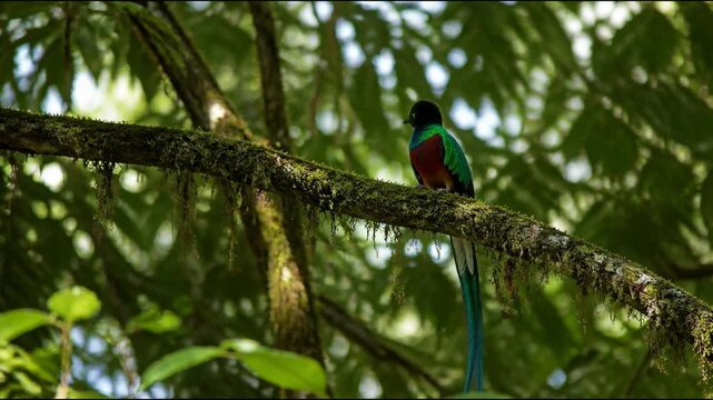 Majestic resplendent quetzal with iridescent emerald plumage perches on a moss covered branch in the heart of a lush tropical jungle, illustrating the rare beauty of this iconic species.
