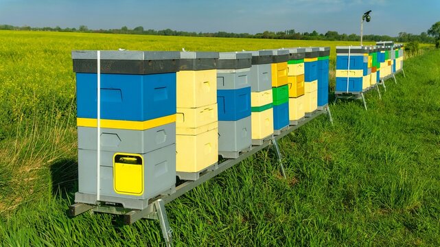 bee hives stand next to a field of blooming rapeseed